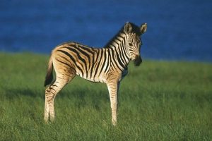 Plains Zebra Foal