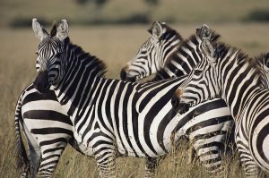 Plains Zebra Herd