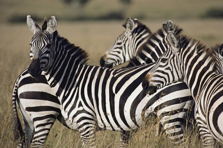 Plains Zebra Facts, Habitat, Diet, Life Cycle, Baby, Pictures