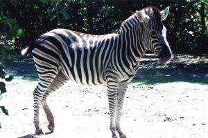 Plains Zebra Pictures