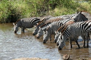 Plains Zebras