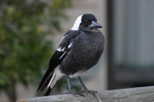 Australian Magpie