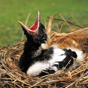 Australian Magpie Chicks