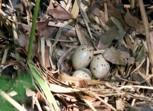 Australian Magpie Eggs