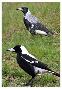 Australian Magpie Male and Female