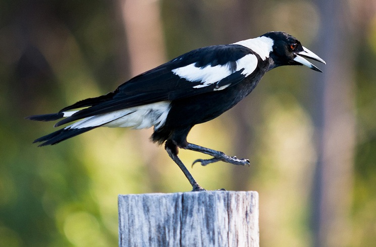Australian Magpie Facts, Habitat, Diet, Life Cycle, Baby, Pictures