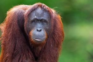 Bornean Orangutan