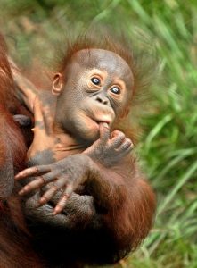 Bornean Orangutan Baby