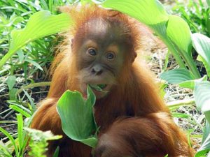 Bornean Orangutan Diet