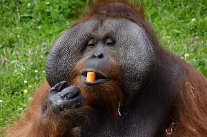 Bornean Orangutan Eating