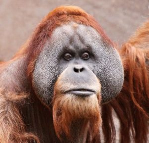 Bornean Orangutan Face