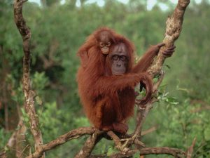  Bornean Orangutan Habitat