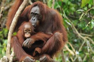 Bornean Orangutan Images