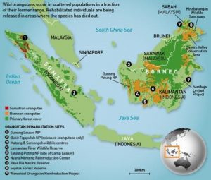 Bornean Orangutan Map