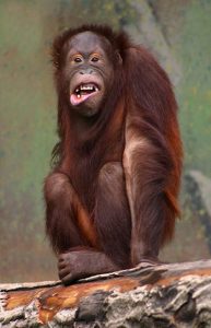 Bornean Orangutan Pictures