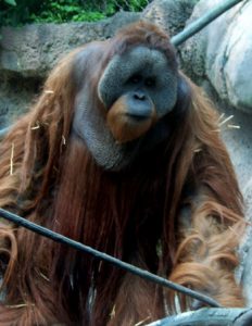 Bornean Orangutans