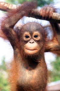 Cute Bornean Orangutan