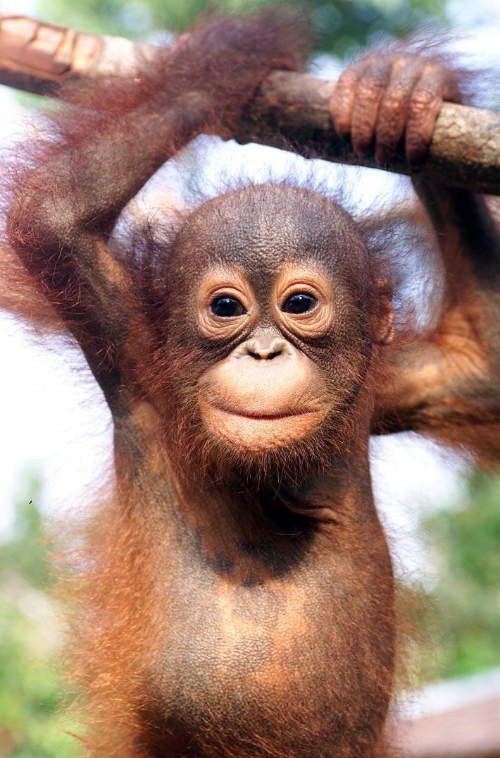 Bornean Orangutan  Facts Habitat Diet Life Cycle Baby  