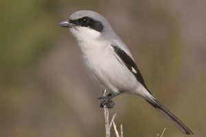 Loggerhead Shrike