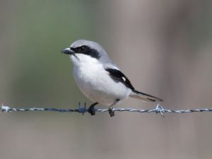 Loggerhead Shrike Bird