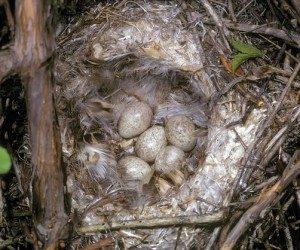Loggerhead Shrike Eggs