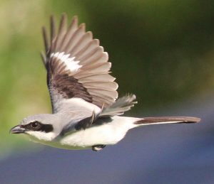 Loggerhead Shrike Flying