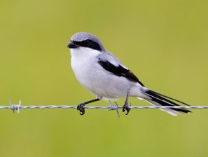 Loggerhead Shrike Images