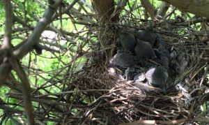 Loggerhead Shrike Nest