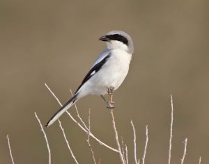 Loggerhead Shrike Photos