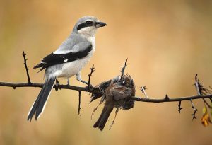 Loggerhead Shrike Prey