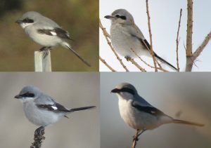 Loggerhead Shrike vs Northern Shrike