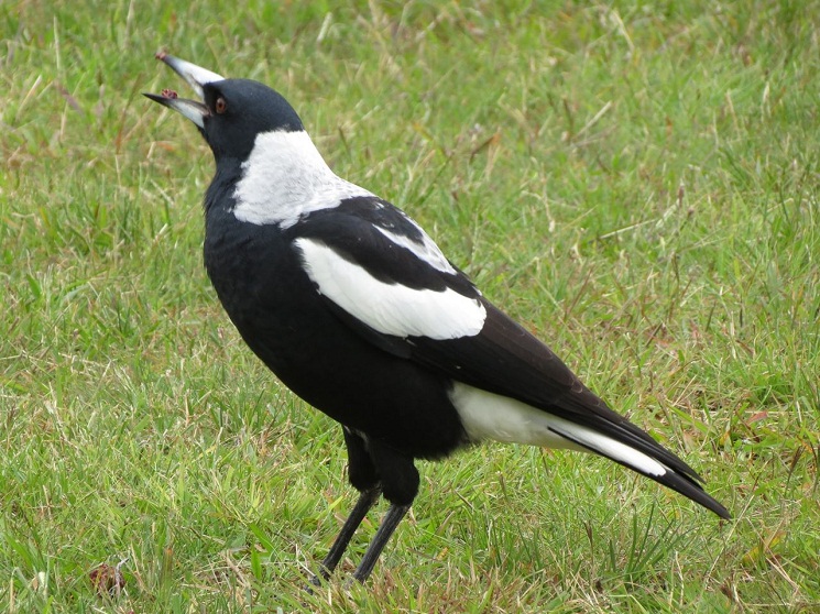 all about magpies