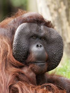 Male Bornean Orangutan