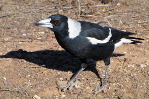 The Australian Magpie