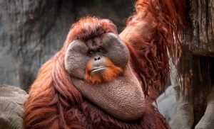 The Bornean Orangutan