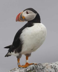 Atlantic Puffin Bird