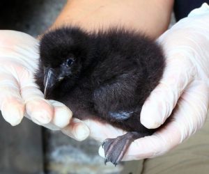 Atlantic Puffin Chick