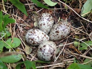Atlantic Puffin Eggs
