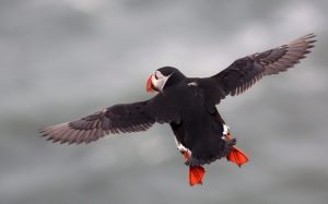 Atlantic Puffin Flying