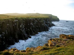 Atlantic Puffin Habitat