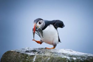 Atlantic Puffin Images