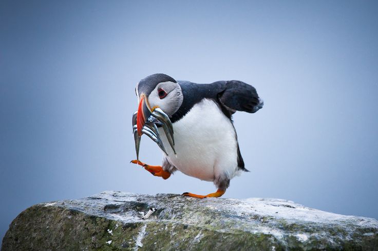 Puffin - Description, Habitat, Image, Diet, and Interesting Facts