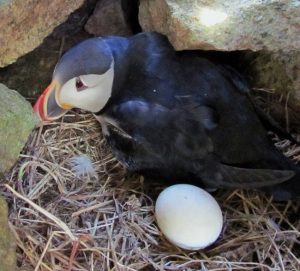 Atlantic Puffin Nest