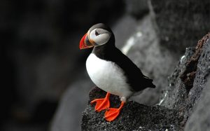 Atlantic Puffin Pictures