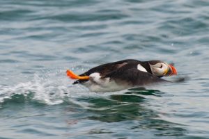 Atlantic Puffin Swimming