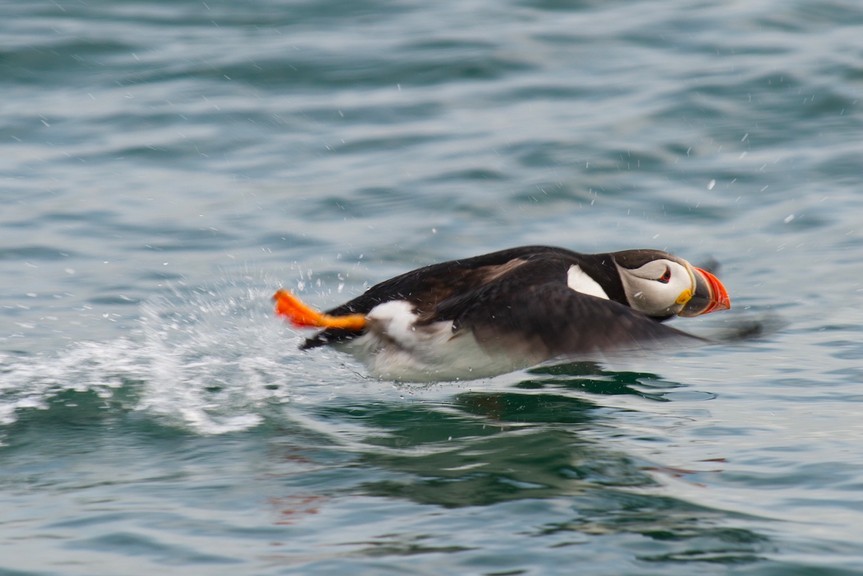 Laura's Birding Blog: Puffins! Distinctive Adaptations