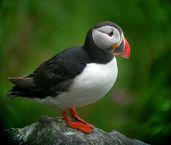 Atlantic Puffin (Common Puffin) Facts, Diet, Life Cycle, Baby, Pictures