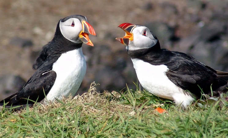 Laura's Birding Blog: Puffins! Distinctive Adaptations