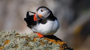 Baby Atlantic Puffin