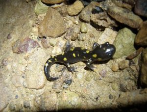 Baby Spotted Salamander